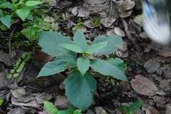 Baliospermum montanum